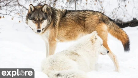 Wolf Pack at International Wolf Center, Minnesota