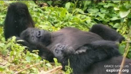 Gorilla Sanctuary at GRACE