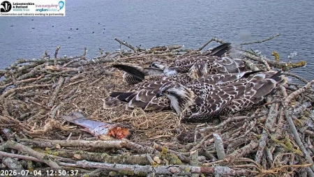 Manton Bay Ospreys Live at Rutland Water