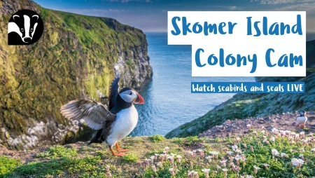 Puffin Colony on Skomer Island