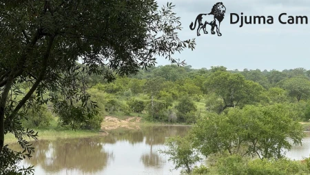 Djuma Game Reserve Live Waterhole