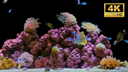 4K Aquarium for Relaxation